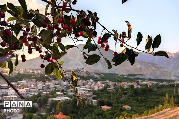 فصل چیدن یاقوت های چشم نواز در شهر بار نیشابور-۱