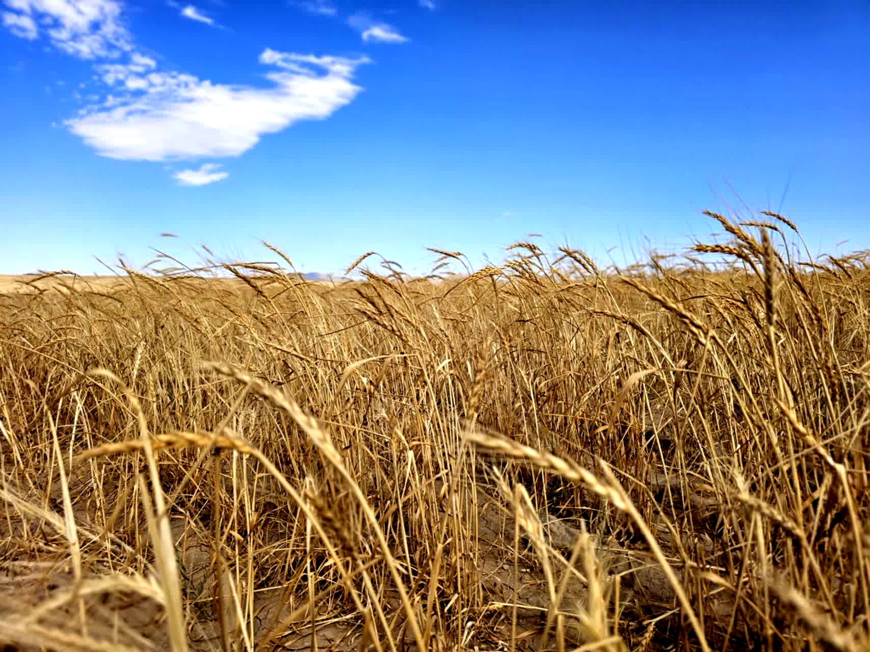 توزیع ۳۹۰ هزار تن بذر اصلاح شده میان کشاورزان کشور