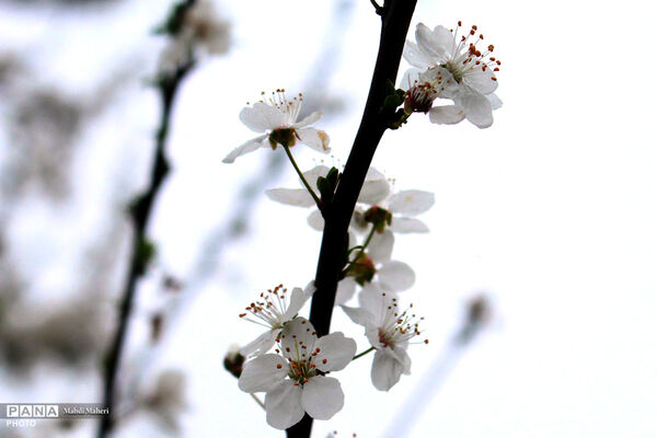 شکوفه‌های بهاری 