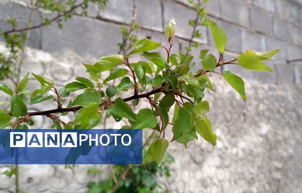 باران بهاری؛ ملودی زندگی در بستر طبیعت