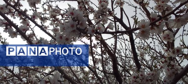 شکوفه‌ها در فصل بهار