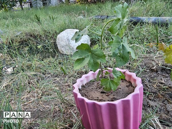 کاشت نهال به یاد دانش‌آموزان شهید مدرسه شجره طیبه میناب در سندرک