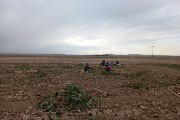 برداشت چغندرقند در روستای مفرنقا
