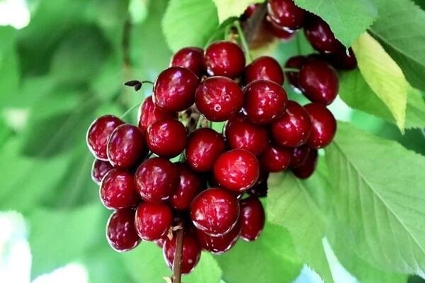 گیلاس؛ یاقوت سرخ باغ‌های ایران