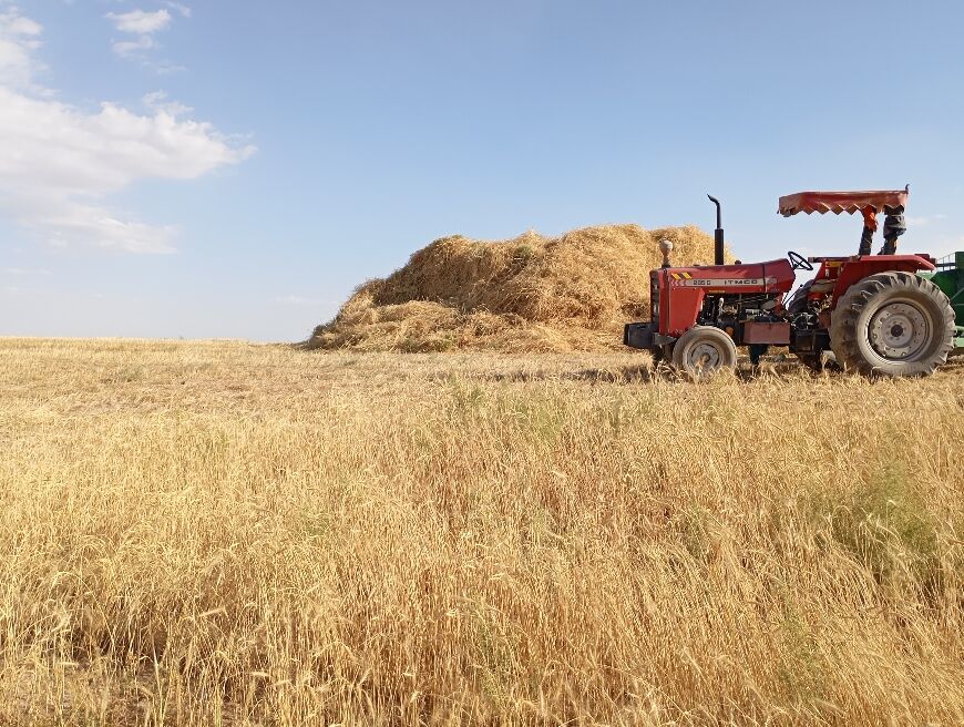 برداشت گندم در روستای گزکوه