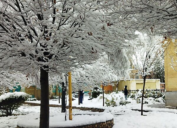 درختان طلایی ، سفید پوش شدند 