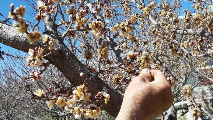 سرمازدگی ۳۱ هزار میلیارد ریال به کشتزارهای ایلام خسارت زد