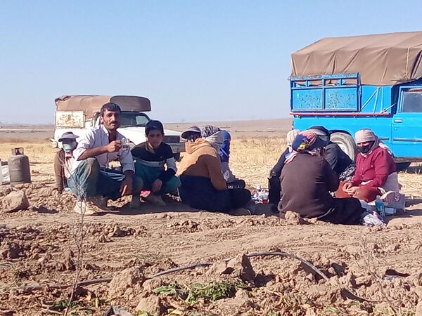 برداشت چغندر قند از مزارع دشت گل آغاز شد