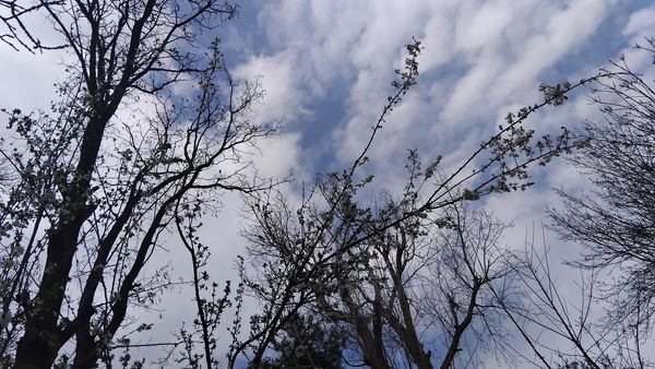 گل‌ها و درختان در شکوفایی