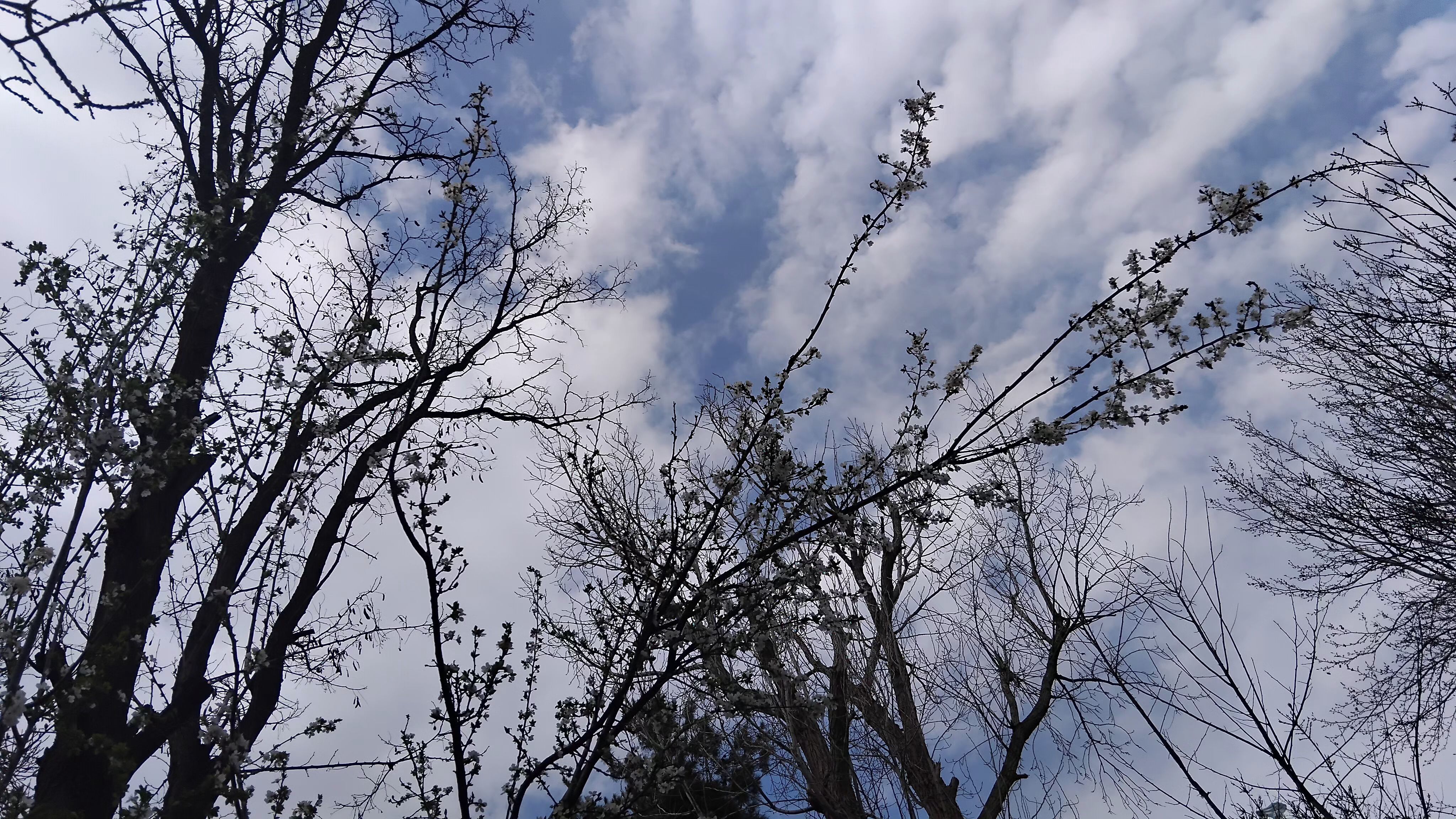 گل‌ها و درختان در شکوفایی