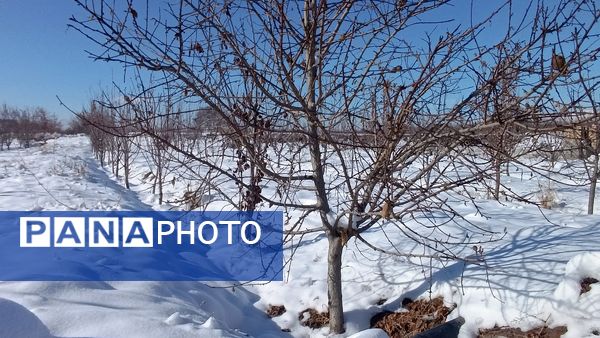 منظره زیبای برف پاییزی در باغات شهرستان نیشابور 