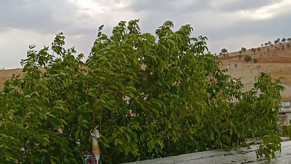 اولین بارش تابستانه در روستای کینک