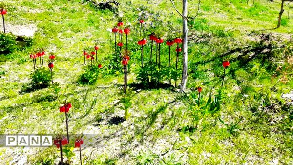 قلعه‌تک در اردیبهشت؛ جادوی باران و شکوفه
