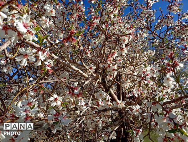 بهار با عطر شکوفه‌ها، دفتری از زندگی تازه می‌گشاید