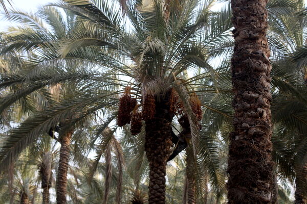 برداشت خرما در منطقه آبپخش