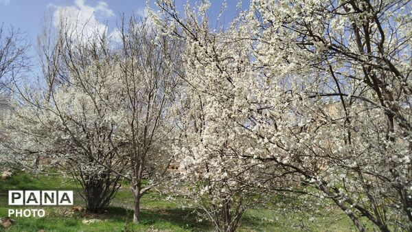 زیبایی‌های دره‌باغ؛ مجموعه‌ای از تصاویر بکر و دیدنی