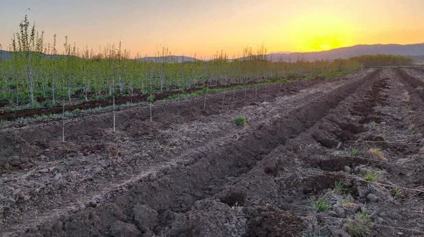 حرکت سبز در راستای توسعه پایدار؛ کاشت ۱۰ هزار نهال صنوبر در تصفیه‌خانه فاضلاب توسرکان