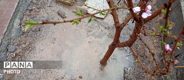بارش رحمت الهی در علیا شهر