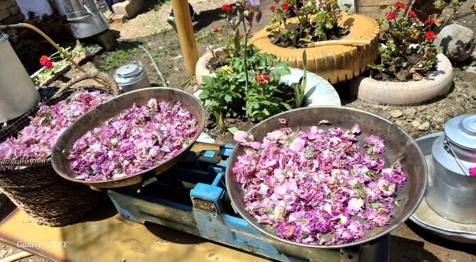 جشنواره محصولات خانگی کوهسار در روستای سپیداران