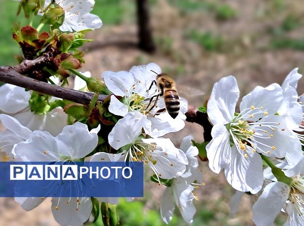 زیبایی های طبیعی شهرستان پاوه به روایت تصویر