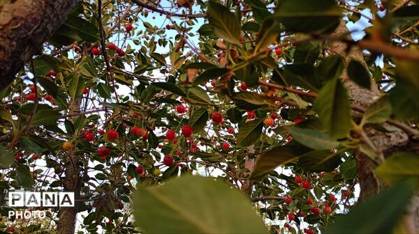 تضادِ سرخ و سبز؛ درنگی در باغ