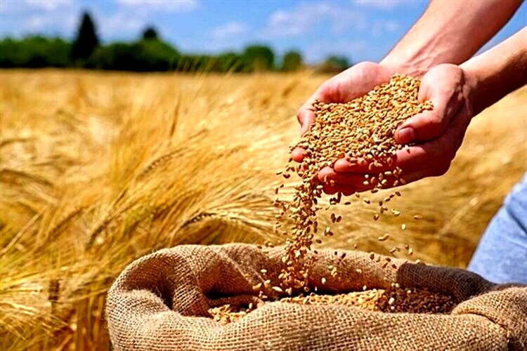 رونمایی از «طرح خرید اعتباری گندم» / تأمین نقدینگی گندمکاران سرعت می‌گیرد