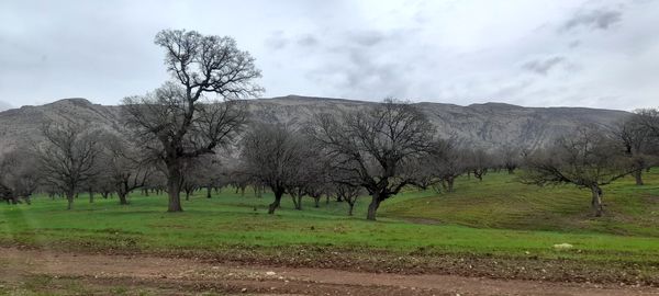 هنر در طبیعت نهفته است