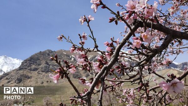 زیبایی تنگ دستنا در قاب پانا