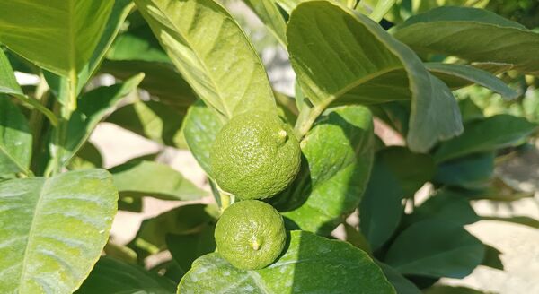 میوه‌های رنگارنگ در لردگان 