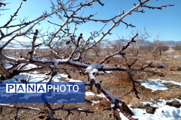 رد پای برف در باغات نهضت آباد اصفهان