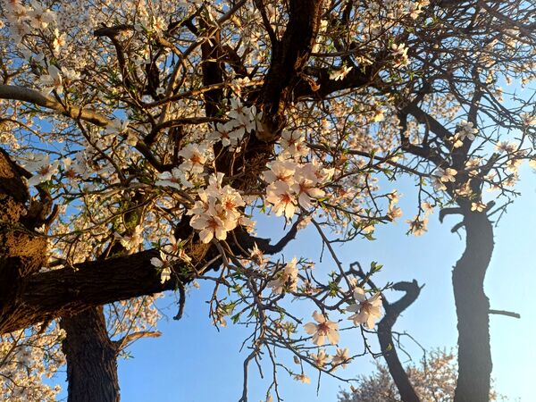 طبیعت با شکوفه‌های رنگارنگ به استقبال نوروز آمد