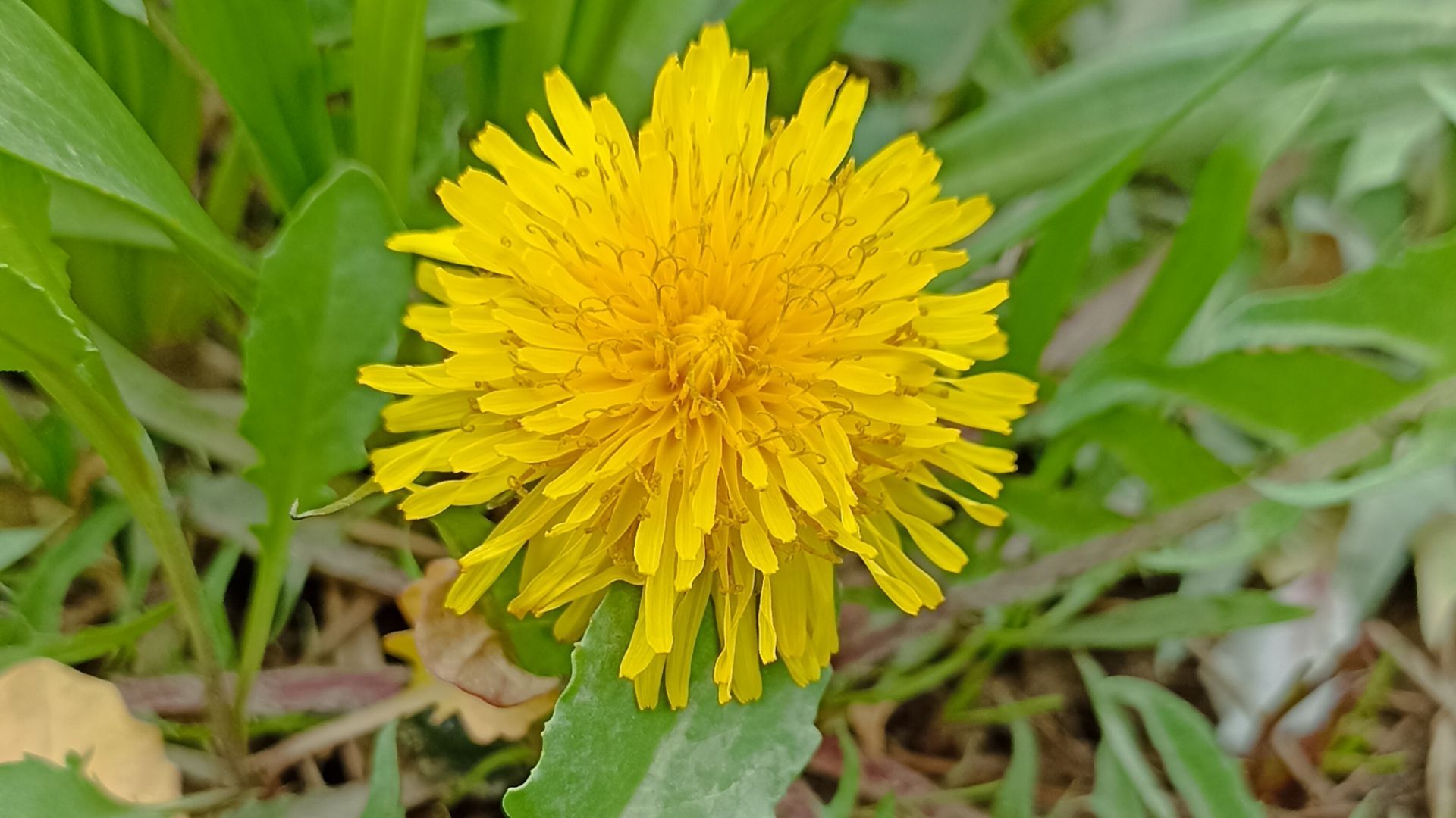رویش شکوفه ها در روستای کابلی 