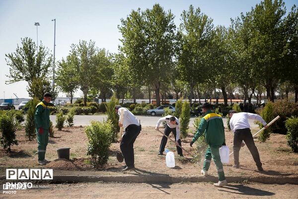 پویش «درخت‌‎کاری سرو ایران»