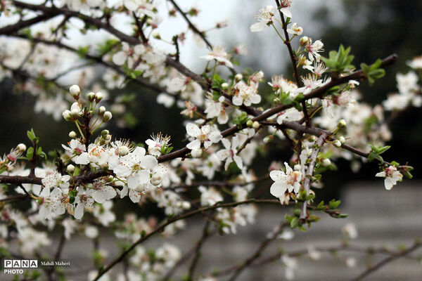 شکوفه‌های بهاری 