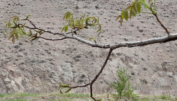 جلوه هایی از مناظر بهاری روستای «اسفید» شهر سلفچگان قم در روز طبیعت