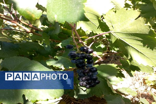آغاز فصل برداشت انگور از باغات روستای گزکوه فاروج