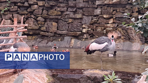 باغ پرندگان قم: جاذبه‌ای بی‌نظیر در قلب کشور