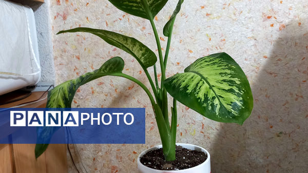 دیدار دانش‌آموزان انجمن اسلامی دبیرستان فاطمه الزهرا با همسر شهید علیرضا جمیلی شیروان