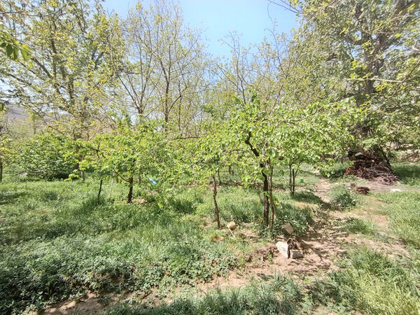 جلوه‌هایی از طبیعت تابستانی خلجستان و جعفرآباد قم