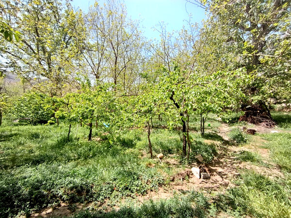 جلوه‌هایی از طبیعت تابستانی خلجستان و جعفرآباد قم