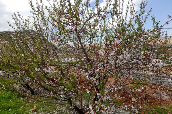 بهار، آغاز دوباره‌ی زندگی طبیعت 