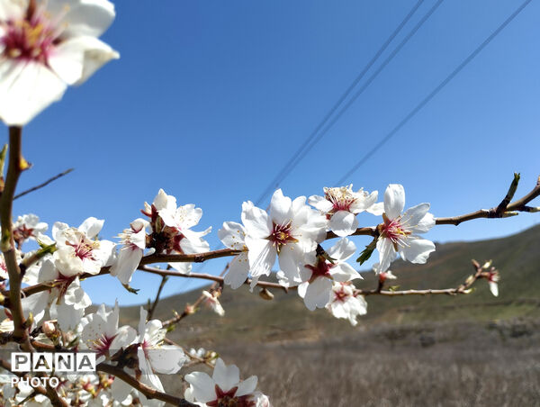 شکوفه‌هایی که تویسرکان را قاب تازه زدند