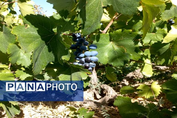 آغاز فصل برداشت انگور از باغات روستای گزکوه فاروج