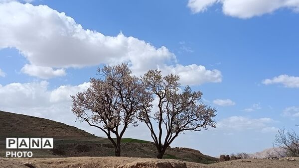 رویش شکوفه های امید در فصل بهار روستای برزنون 