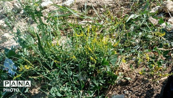 برداشت گیلاس از باغات و تصاویر زیبا از طبیعت سرسبز شهربار 
