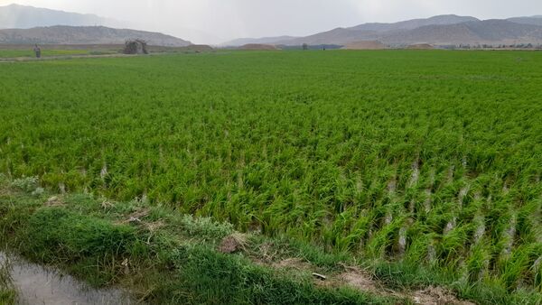 برنج‌کاری در لردگان؛ نماد زندگی و فرهنگ محلی