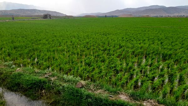 برنج‌کاری در لردگان؛ نماد زندگی و فرهنگ محلی