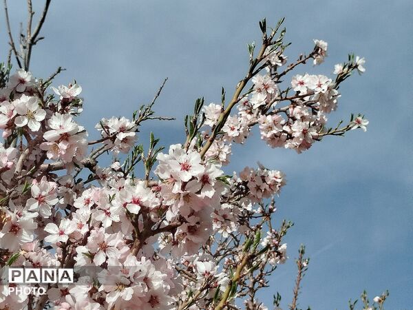 شکوفه‌های بهاری شهر بن، نویدبخش طراوت و زندگی دوباره