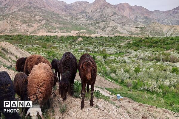 حال و هوای شهر بار نیشابور در فصل زیبای بهار