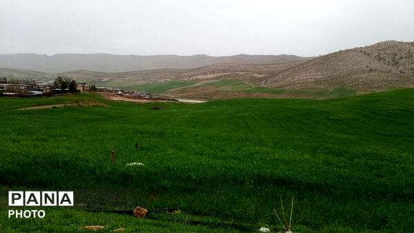 نگین سبز زاگرس 